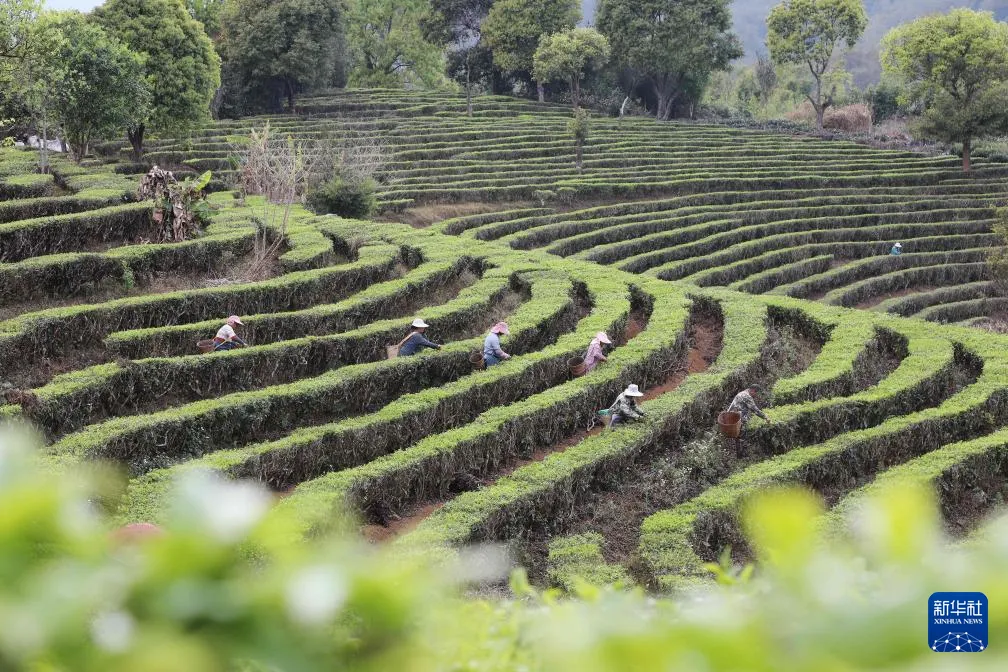 2026年春茶季茶山实况 - 黑料不打烊